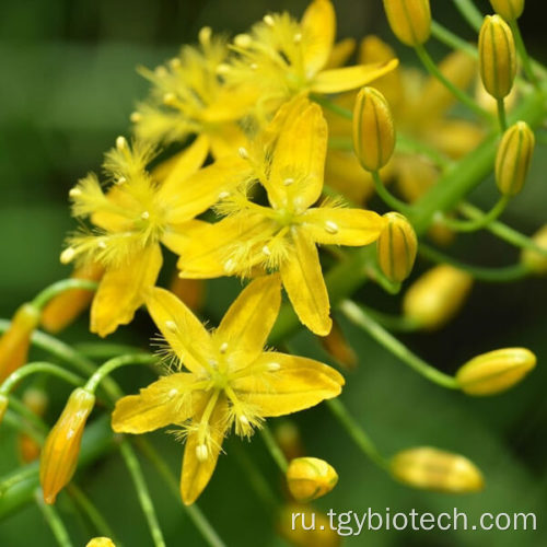 100% натуральный 10: 1 экстракт Bulbine Natalensis